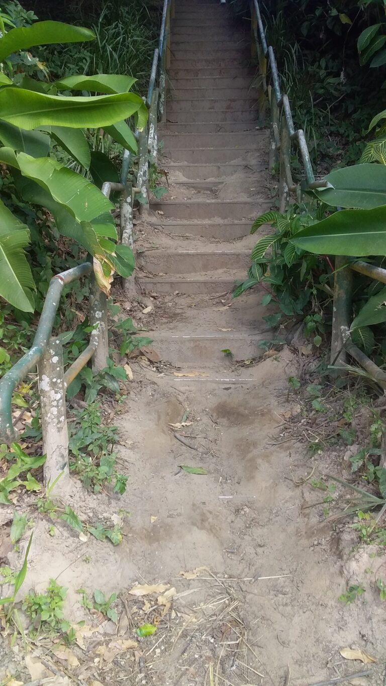 They found the time to cut the last tree down on the waterfront near the jetty but seem unable to find the time to clear the mud and dirt off the stairs leading down from the railway station...